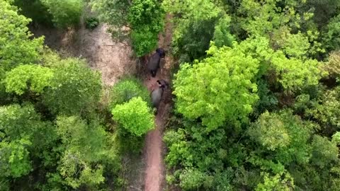 Elephant owner livestreams her animals for donations