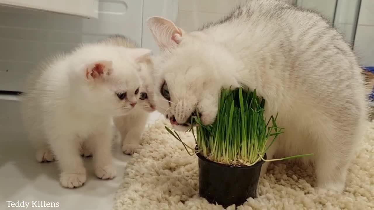 Mom, why are you eating grass! 👀 We are predators