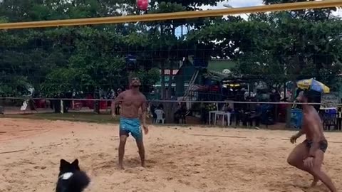 Talented doggo 🤩 (via @dog_altinha) #beachvolleyball #dogs #dogtricks