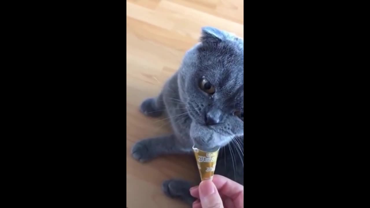 Funny animals - Funny cats _ dogs - Funny animal videos 2023.mp4 #rumble