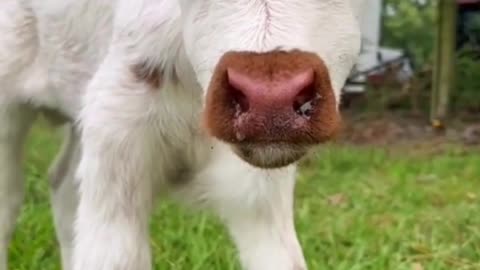 Pet animal funny video