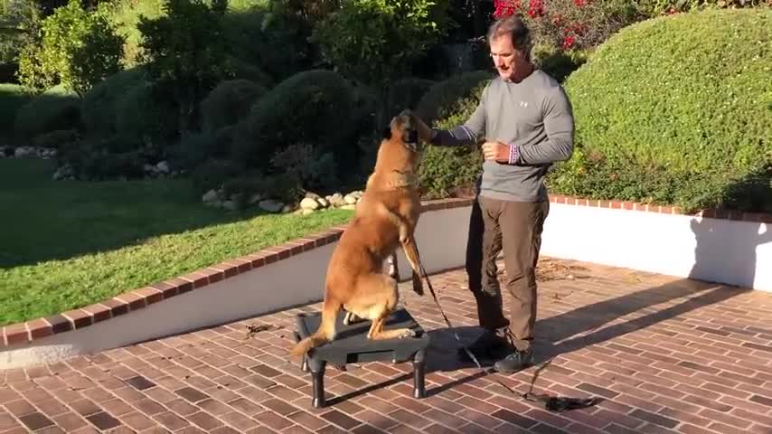 Dog training