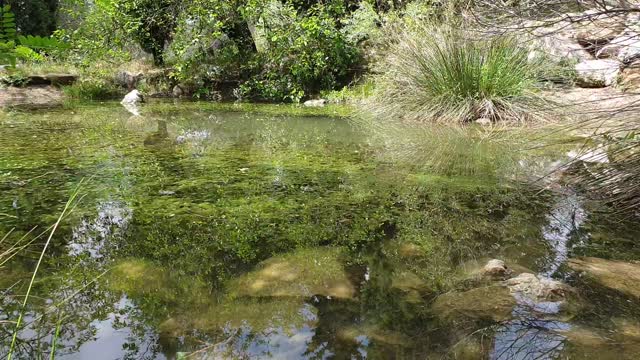 Frog's Singing in Warm Pond Water