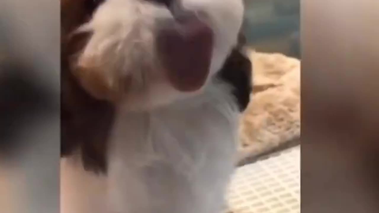 Best Cute and Funny Cats and Dogs