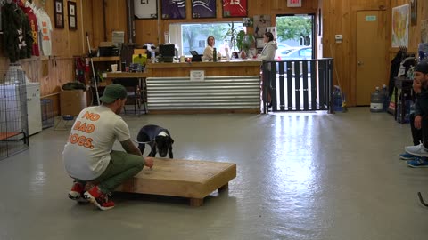 How to Train ANY DOG the basics- Dog Training foundation