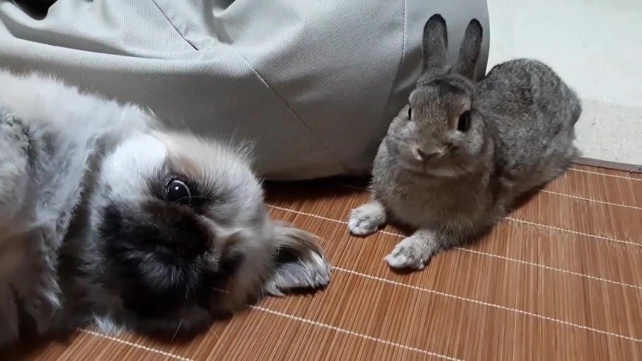 ペキニーズ犬とネザーランドドワーフの昼寝