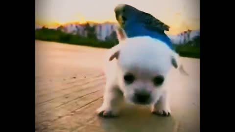 Cute puppy & beautiful bird playing