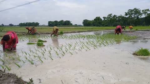 Paddy seed Crops.