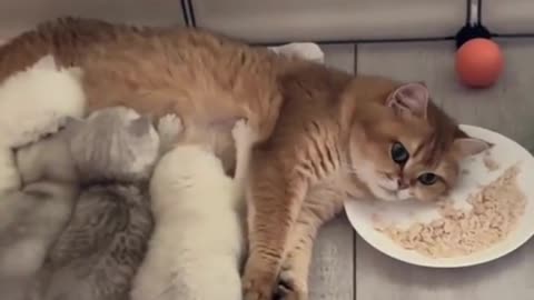 Cute Cats & Funny Cats 😍😍😅😅 #shorts #reels #cats #viral #mmvcats