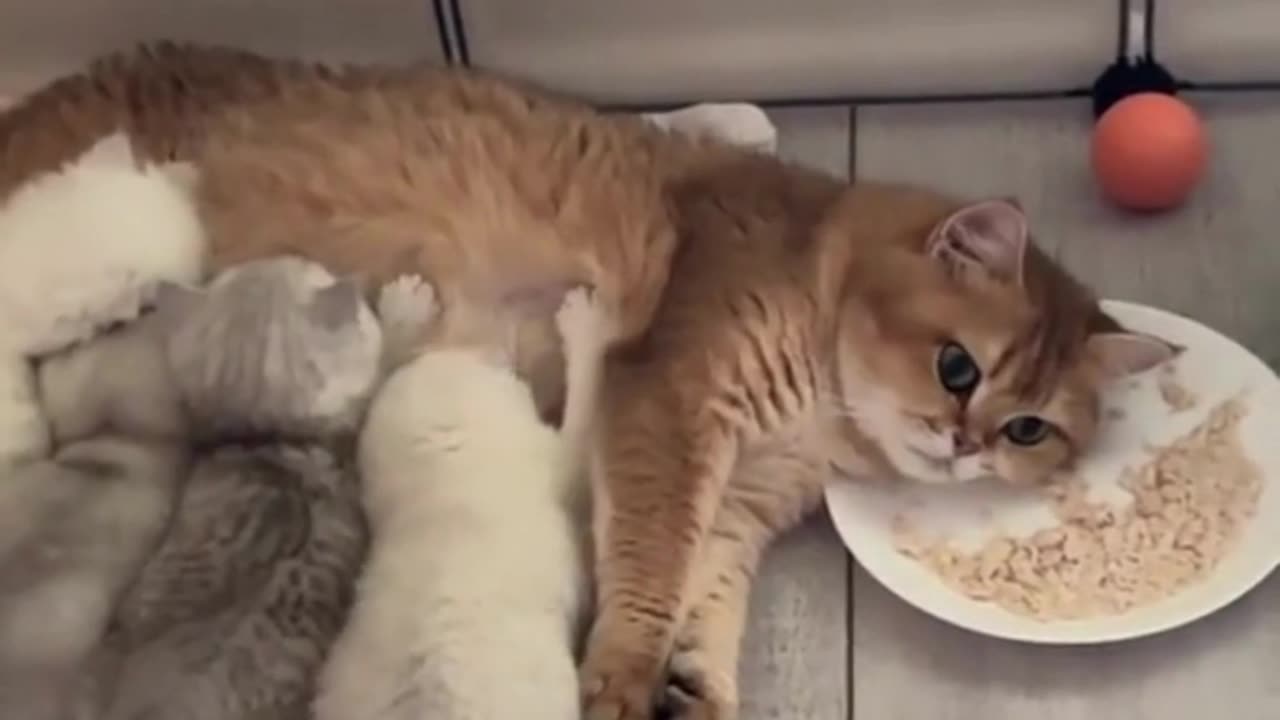 Cute Cats & Funny Cats 😍😍😅😅 #shorts #reels #cats #viral #mmvcats