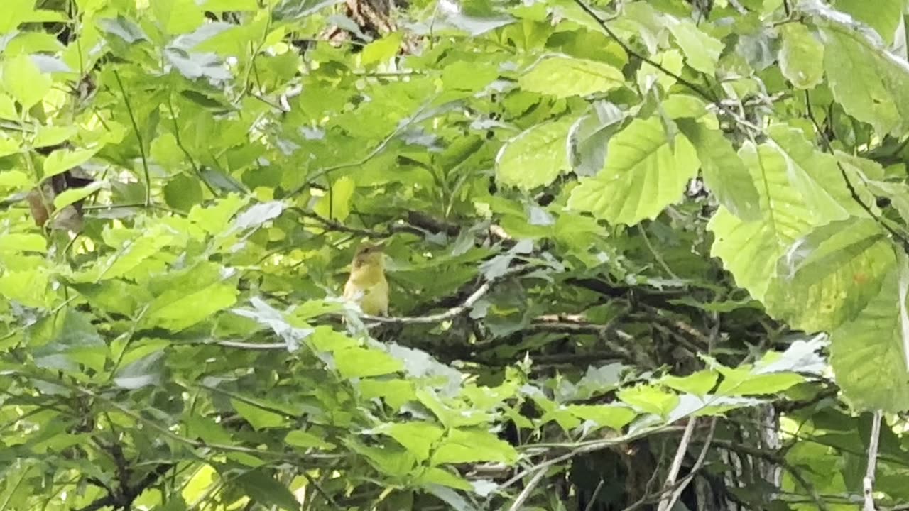 Summer Tanager