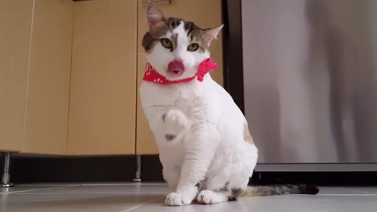 Cat tongue- Licking hand like comb ❤️Cute Baby Cate #Beautiful cat