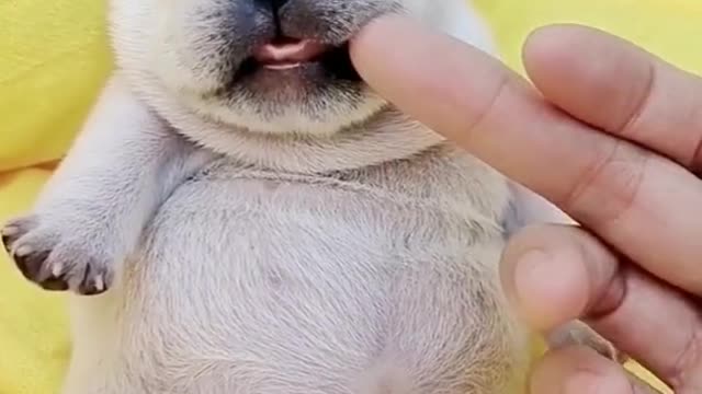 #foryou #dogso