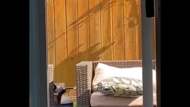 Crazy Funniest Animals 🐧 - Best Of The 2022 Funny Animal Videos 😁 Ever