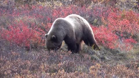 Grizzly Berry Picking