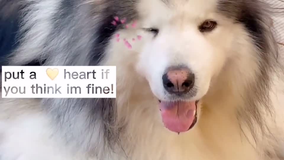put a heart if you think im cute!