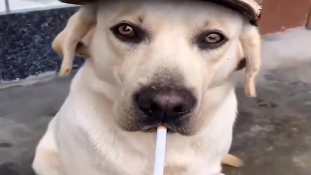 Cute dog videos compilation (2022)