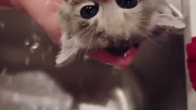 All you need is love and cat