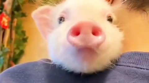 Lovely Piglet！