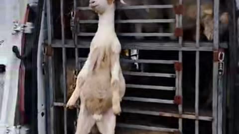 Who did this to this goat