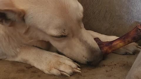 Dog Destroyed Pig Bone