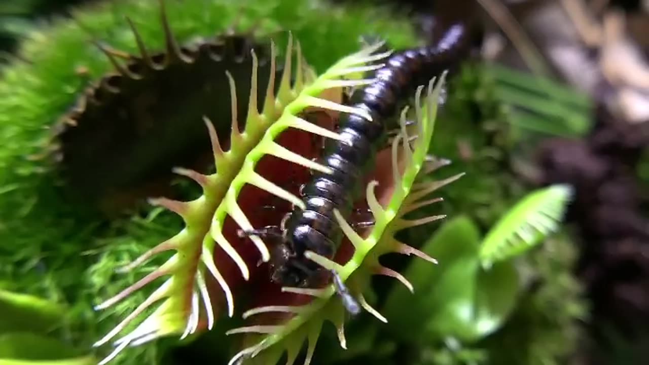 Carnivorous plant/گیاه گوشتخوار