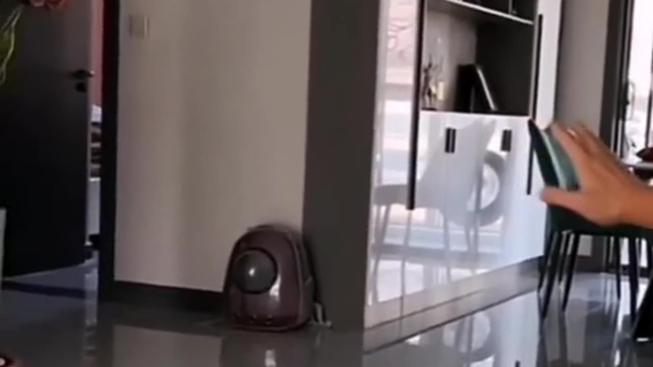 Fanny cats