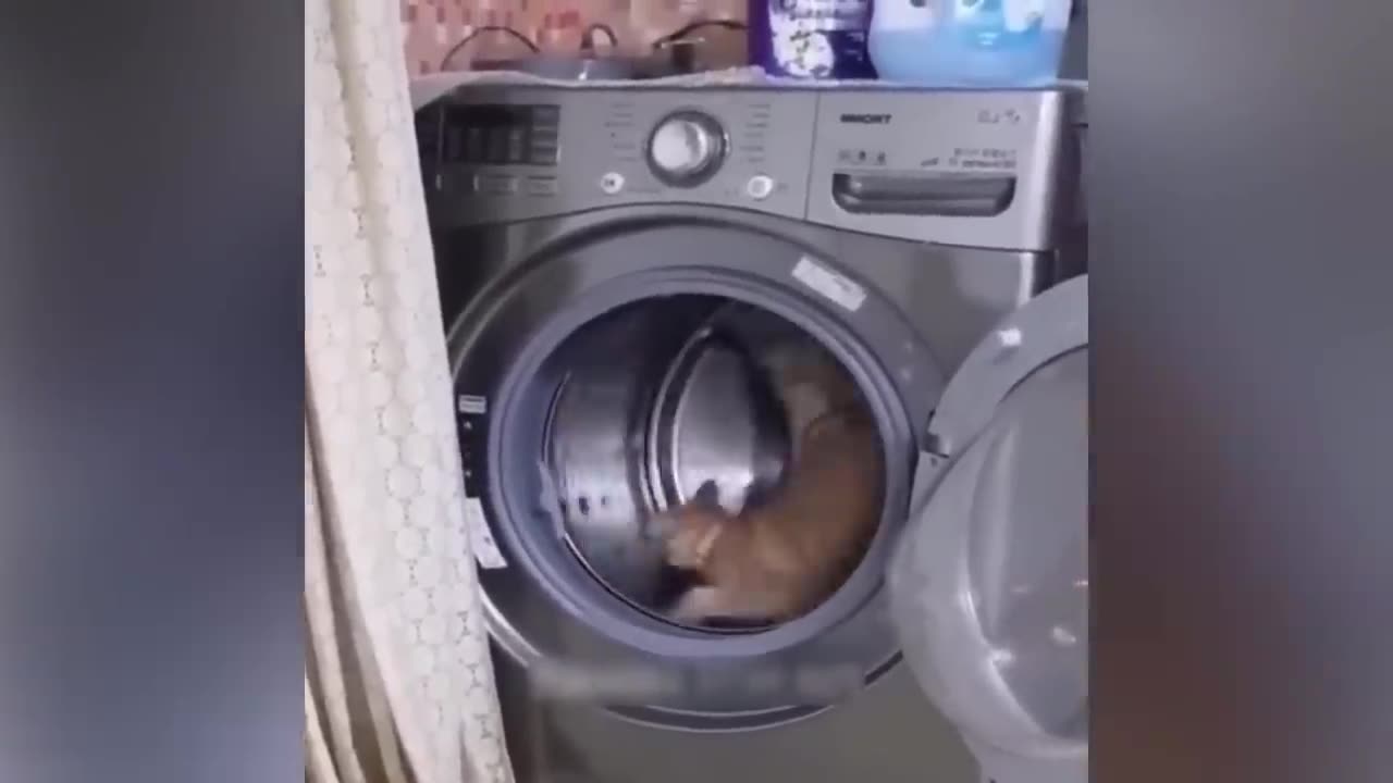 Funniest Animals 😄 New Funny Cats and Dogs Videos 😹🐶 Part 8
