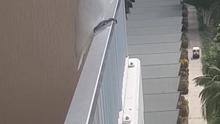 Cockatoo Steals Somes Smokes