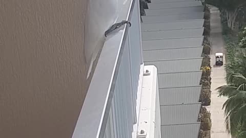 Cockatoo Steals Somes Smokes