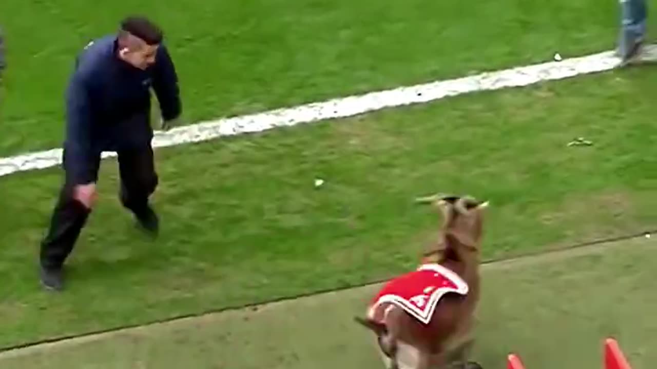 Uninvited Guests: Animals Invade Football Matches! 🐾⚽️