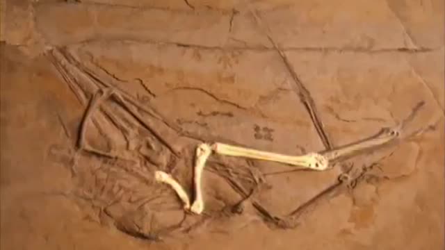 Flying Sky Monsters Pterosaur Documentary National Geographic