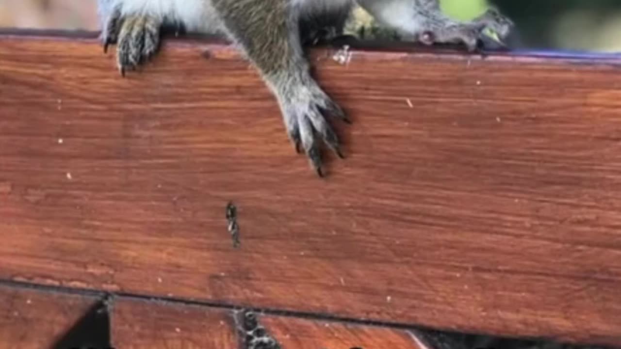 Now I need a pet squirrel! Awesome!