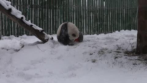 Adorable panda tumbles through snow at Chinese zoo