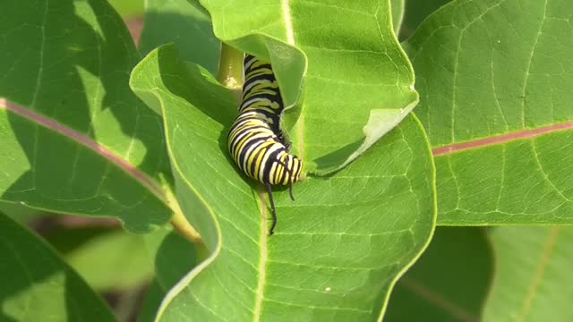 131 Toussaint Wildlife - Oak Harbor Ohio - Taking A Break For Digestion