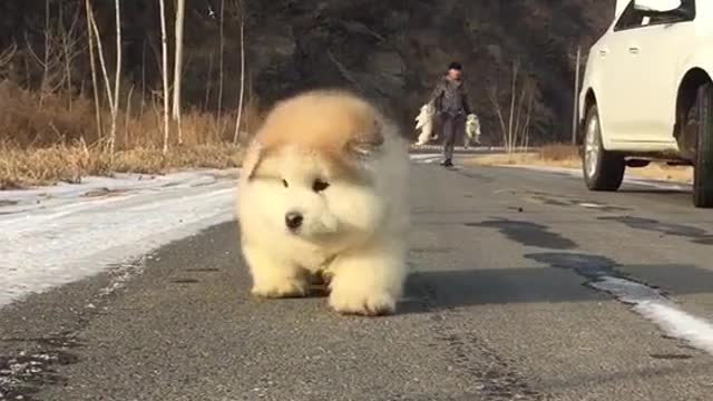 Lovely dog, everyone's best friend