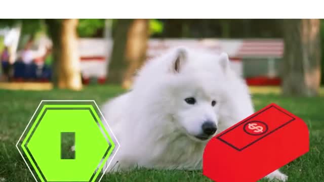 world ranking #09 expensive dogs - Samoyed #shorts