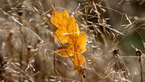 Aerial scenes of Autumn