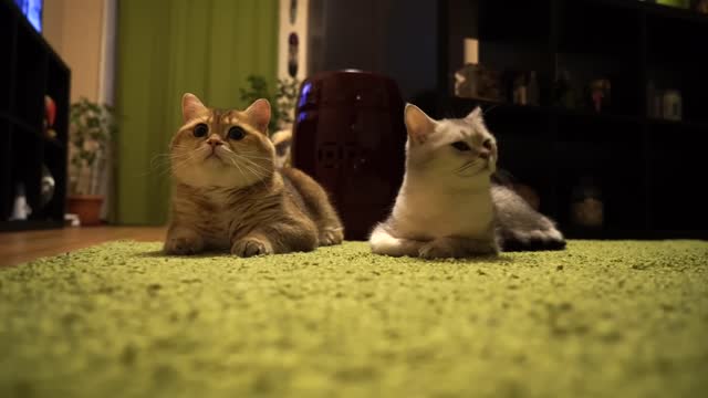 Family life Hosico