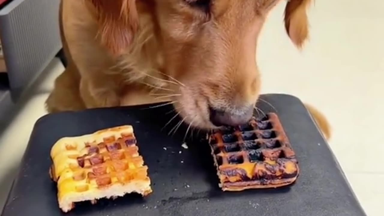 Smart dog piece a wafer