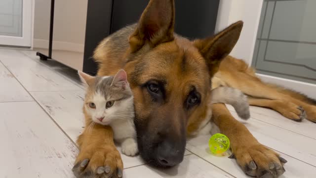 German Shepherd is the Best Friend for Cats