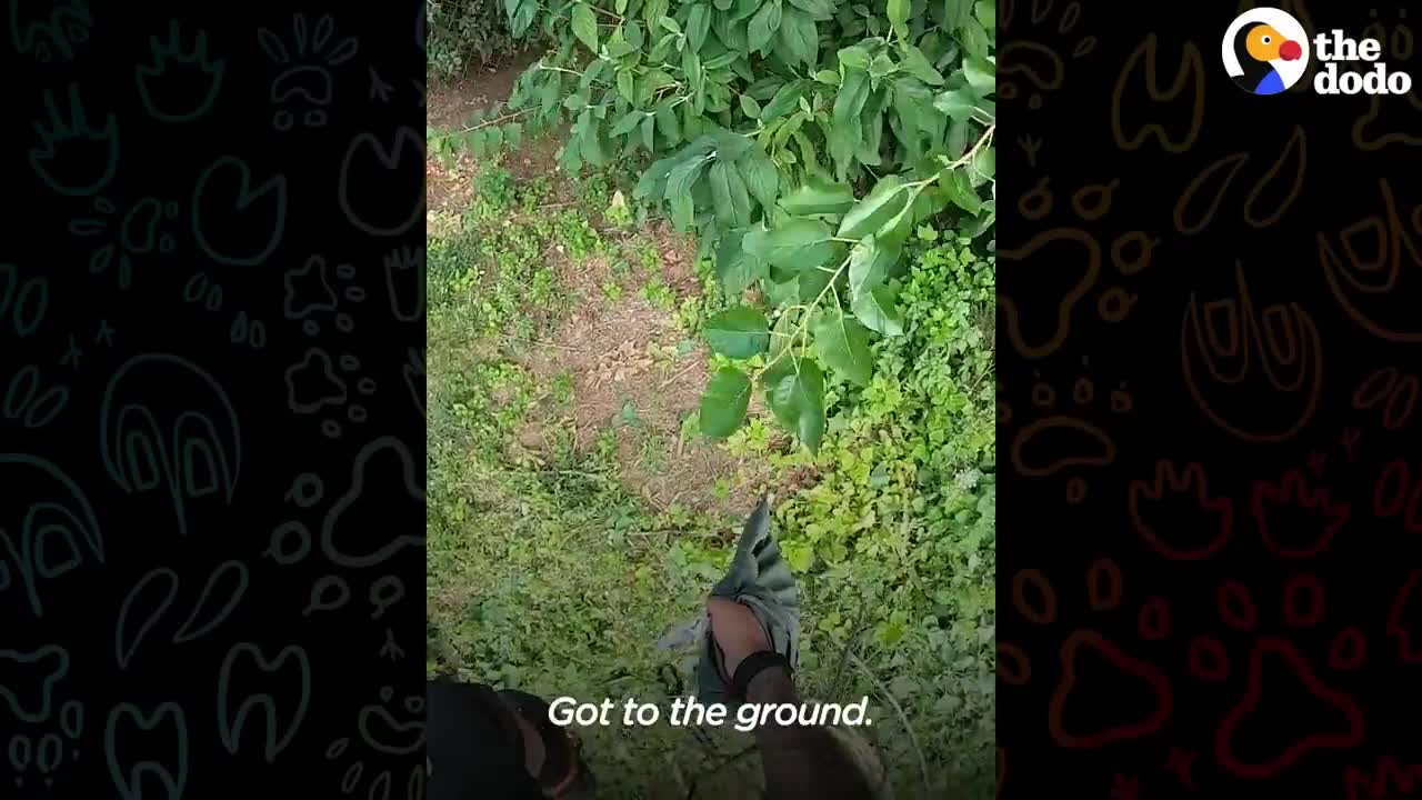 Guy Risks Life To Rescue Cats From Trees _ The Dodo Heroes