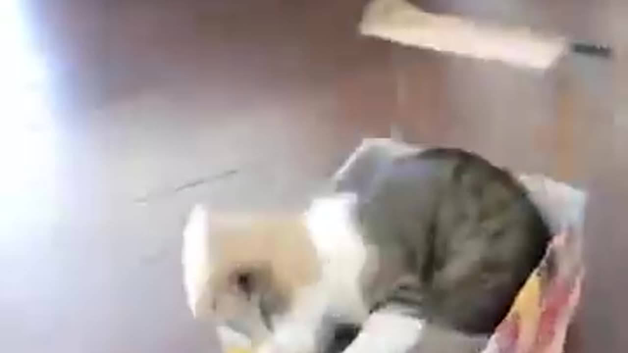 Funny animal funny cat and dog