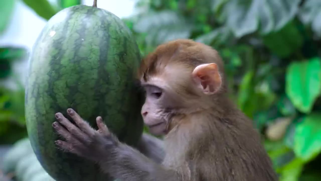 Monkey bath in the toilet with ducklings and suddenly catch a thief