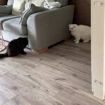 Laminate floor can make quick getaways a challenge! 😹