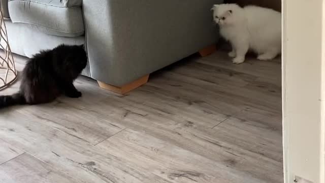 Laminate floor can make quick getaways a challenge! 😹
