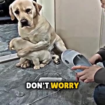 You CAN’T Handle this dog and her puppy’s reaction 🥺❤️‍🩹 #shorts