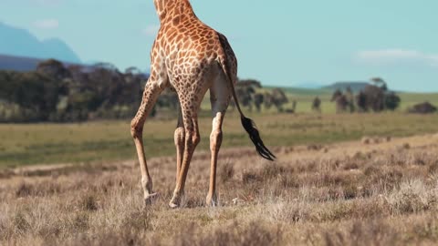 A stunning Giraffe.