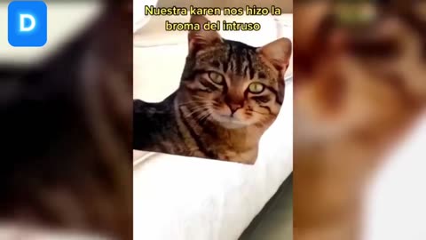 Camera catch cat funny moments 😂