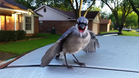Blue Jay Buddy